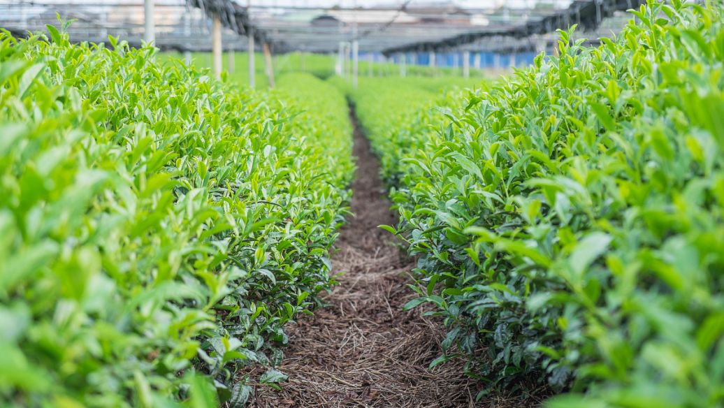 肥料起泡是什么原因？哪種消泡劑好？